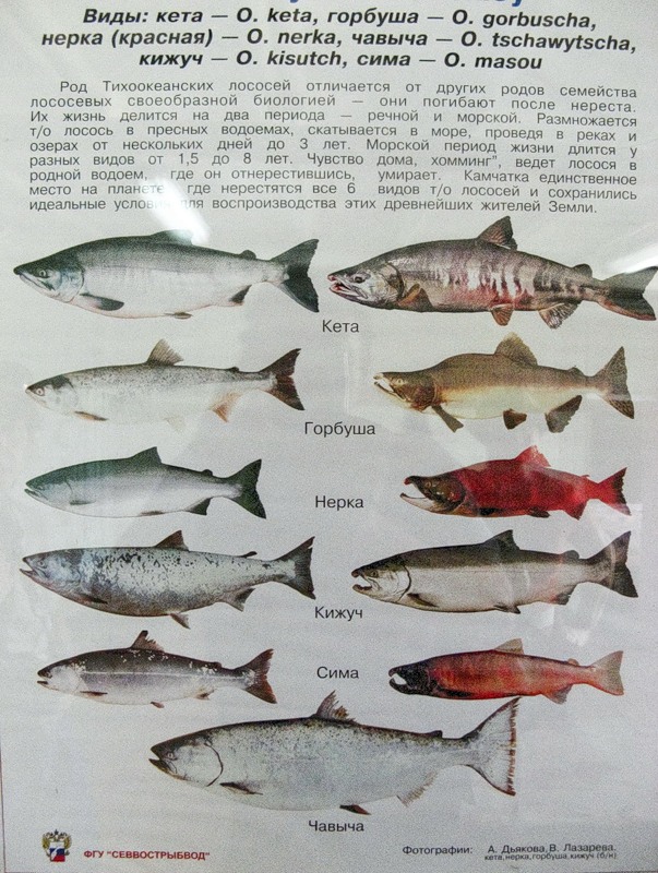 Красная рыба какие виды. Рыбы семейства лососевых названия. Красная рыба семейства лососевых. Горбуша семейство лососевых. Название всех красных рыб.